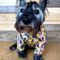 Gatto Trackie Jakke til hunde - Red & Ginger